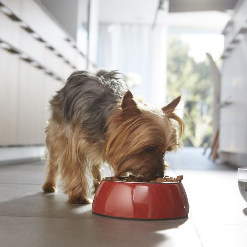 Purina ® ONE Mini Senior 8+ seco Pollo y Arroz
