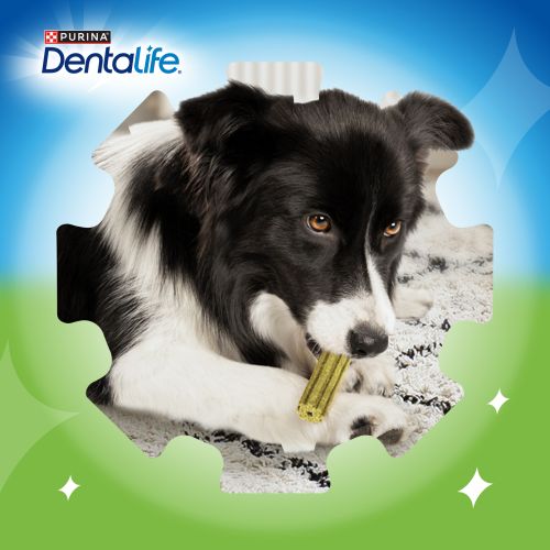 PURINA®  DENTALIFE®  ACTIVFRESH Medium